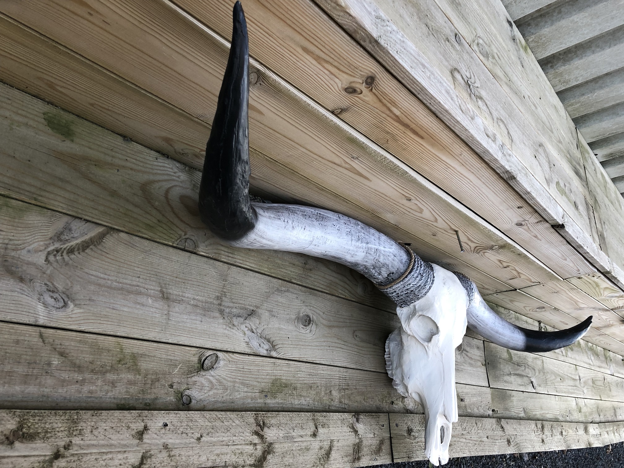 Super grote longhorn stierenschedel, ivoor met horens zwarte punt