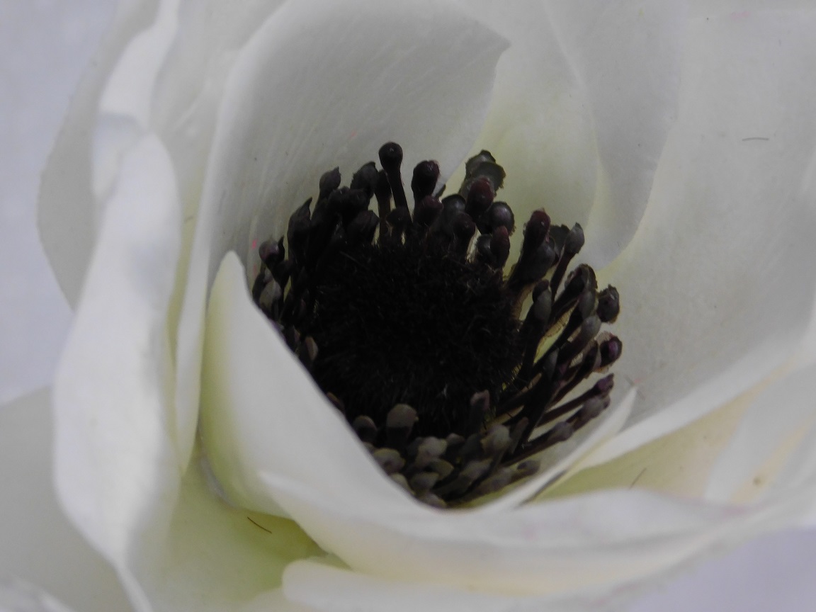 Künstliche Blume Anemonenstängel - Weiß - 53 cm