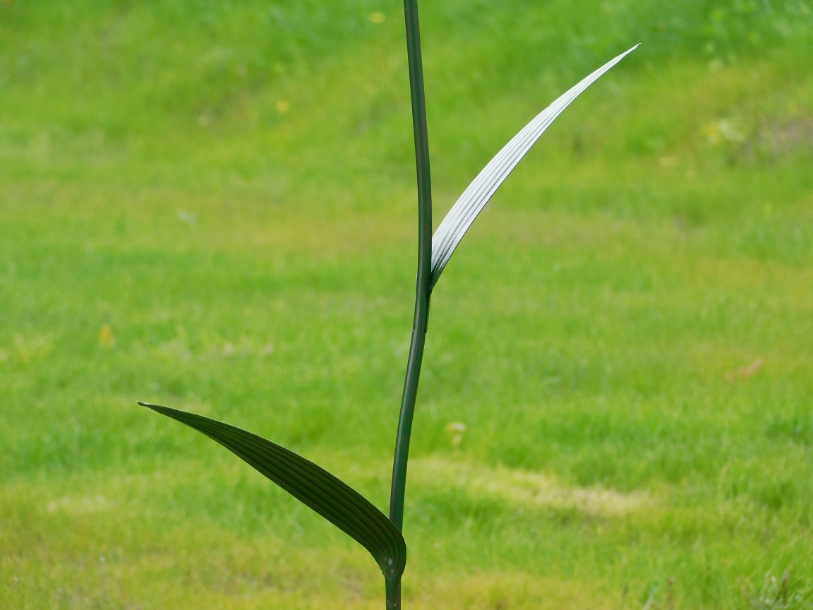 Handgemaakte Lelie XL - tuinsteker 125 cm - metaal
