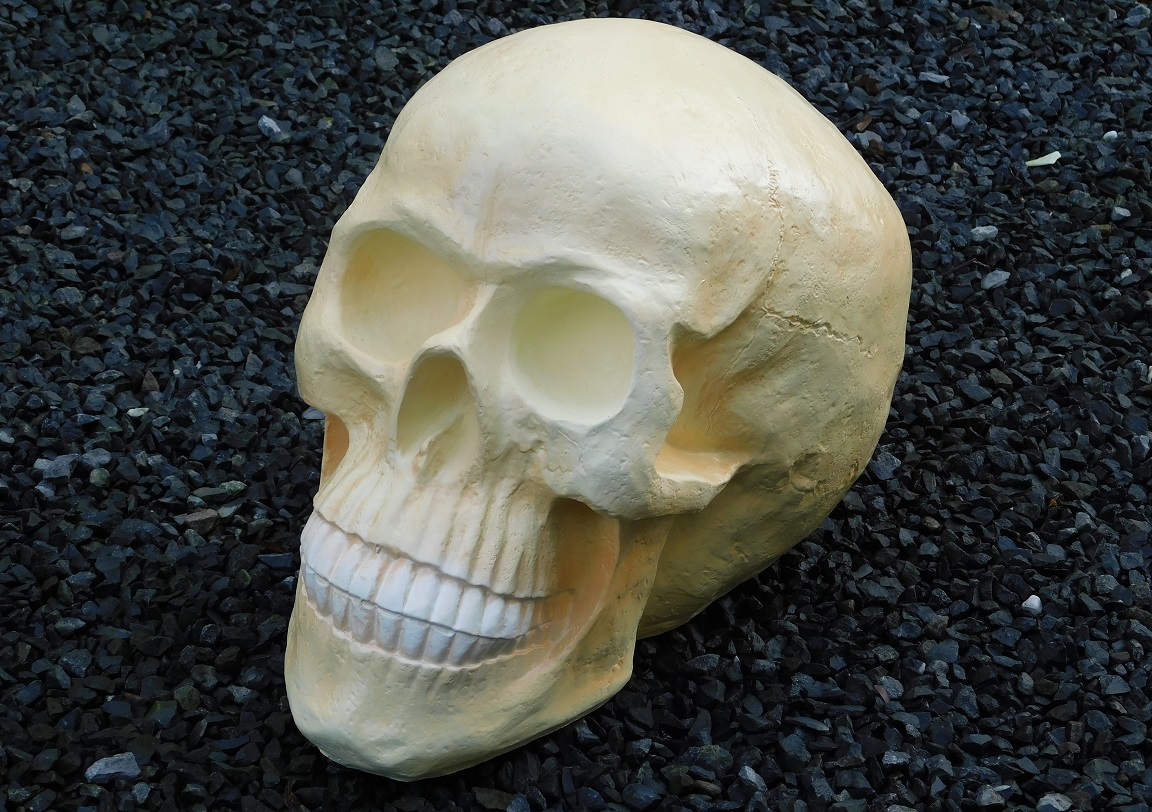 Schedel XL - polystone - skull