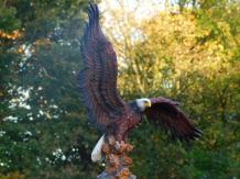 Weißkopfseeadler - 40 x 50 cm - Polystone