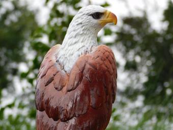 Dekorativer Adler, braun – 50 cm – Polystone