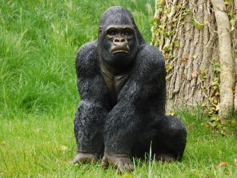 Beeld Gorilla - 50 cm - Polystone