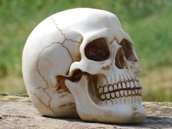 Decorative Skull - Polystone - Detailed