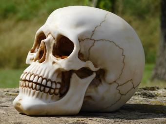 Decorative Skull - Polystone - Detailed