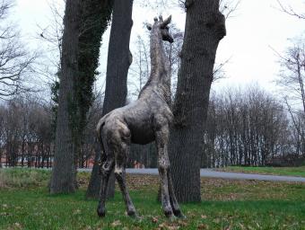 Eenmalig: Giraffe XL - 180 cm - Polystone