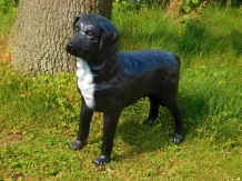 Prachtige ''Labrador Retriever'' zwart - van Polystone