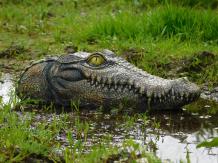Crocodile head - 35 cm - Polystone