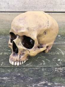 Decorative skull - Skull - Polystone