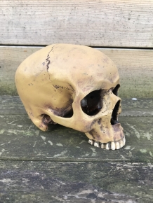 Decorative skull - Skull - Polystone