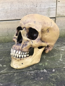 Decoratieve Schedel - Skull - Polystone - 23 cm