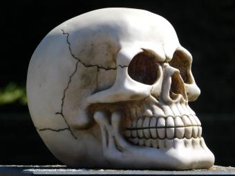 Life-size skull - Polystone - Decoration