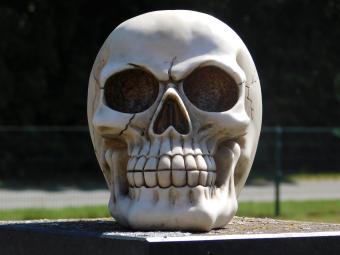 Life-size skull - Polystone - Decoration