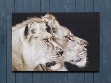 Schilderij Leeuw en Leeuwin - 90 x 60 cm 
