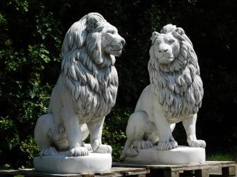 Set Lions XXL - 135 cm - White