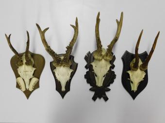 Vintage Deer, Roe Deer, and Buck Antlers and Skulls on Wooden Shield Plaque – 1970s