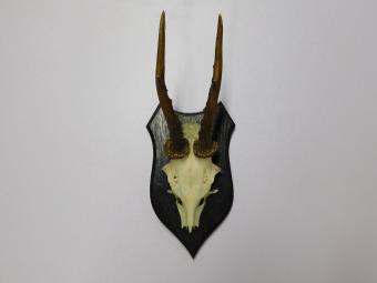 Vintage Deer, Roe Deer, and Buck Antlers and Skulls on Wooden Shield Plaque – 1970s