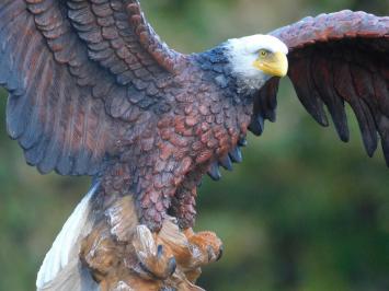 Weißkopfseeadler - 40 x 50 cm - Polystone