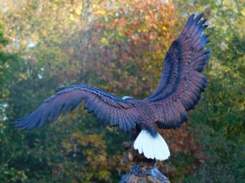 Weißkopfseeadler - 40 x 50 cm - Polystone