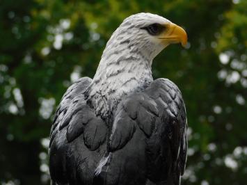 Dekorativer Adler – 50 cm – Polystone