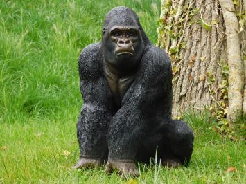 Beeld Gorilla - 50 cm - Polystone