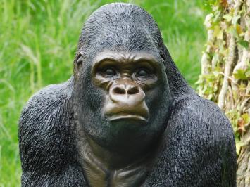 Beeld Gorilla - 50 cm - Polystone