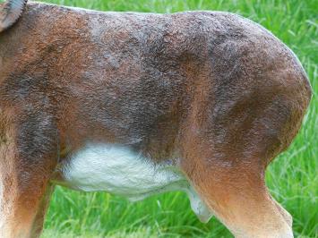 Beeld Ram - 65 cm - Polystone
