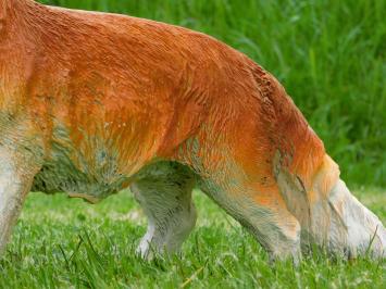 Statue Fox - 50 cm - Polystone
