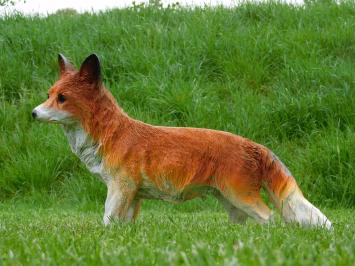 Statue Fox - 50 cm - Polystone