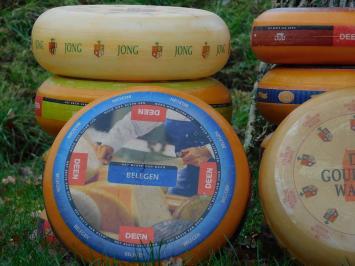 Decorative Cheese Wheel - Ø 35 cm - Various Types