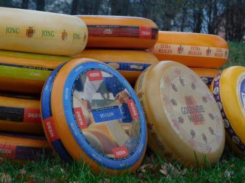 Decorative Cheese Wheel - Ø 35 cm - Various Types