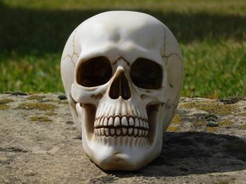 Decoratieve Schedel - Polystone - Gedetailleerd