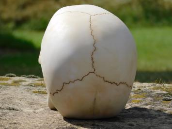 Decoratieve Schedel - Polystone - Gedetailleerd