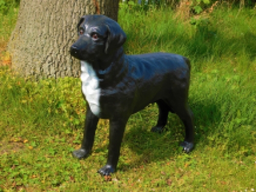 Prachtige 'Labrador Retriever' zwart - van Polystone