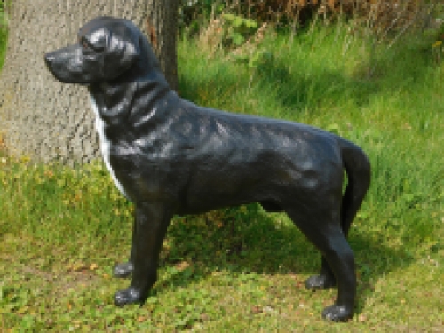 Prachtige ''Labrador Retriever'' zwart - van Polystone