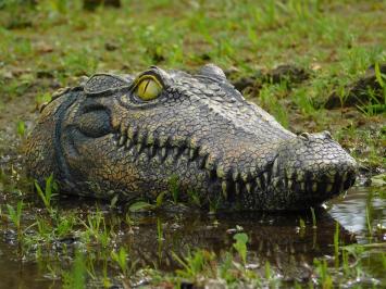 Krokodillenkop - 35 cm - Polystone