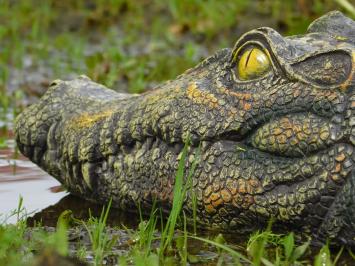 Crocodile head - 35 cm - Polystone