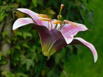 Handmade Lily - garden stick 125 cm - metal