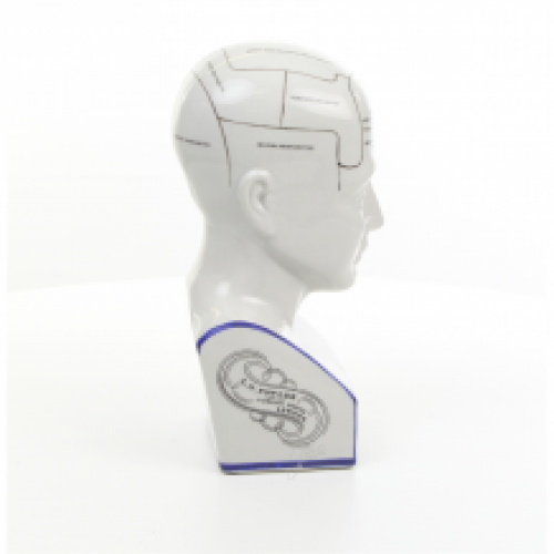 A porcelain phrenology head in blue coloring