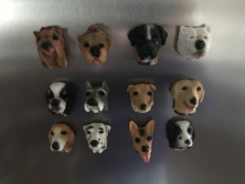 Koelkast magneten, 12 honden als leuke decoratie