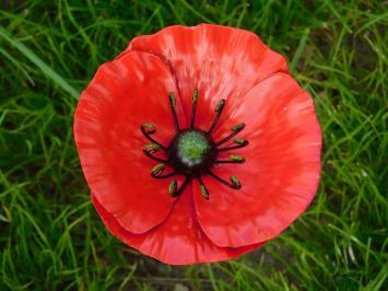 Handmade Poppy - garden planter 45 cm - metal