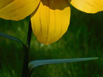 Handmade Daffodil - garden stool 82 cm - metal