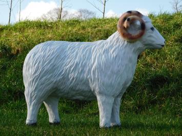 Sheep with Horns - 85 cm - Polystone