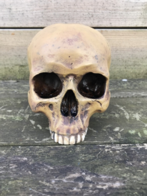 Decorative skull - Skull - Polystone