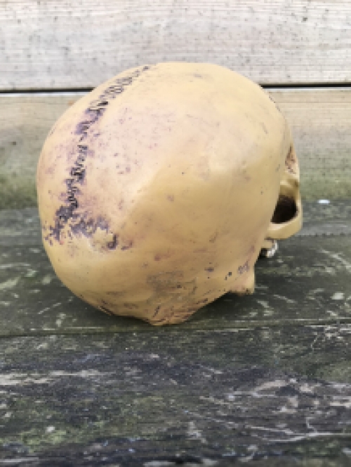 Decorative skull - Skull - Polystone