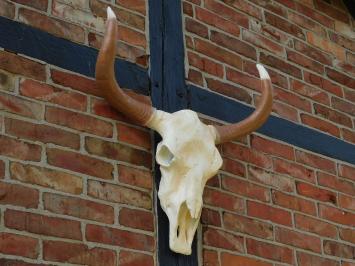 Large Bull Skull - 70 cm - Polystone