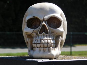 Levensgrote Schedel - Polystone - Decoratie