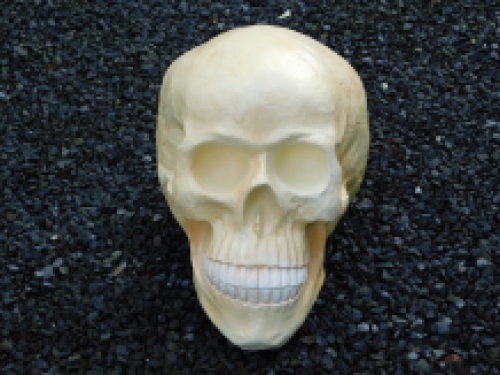 Skull XL - polystone - huge skull