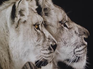 Gemälde Löwe und Löwin - 90 x 60 cm 