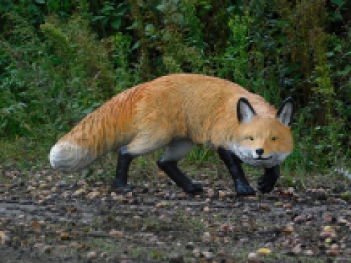 Statue stealthy fox - polystone - detailed